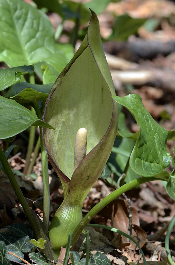 Arum maculatum / Gigaro scuro